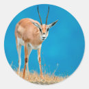 Search for gazelle stickers Gallo images