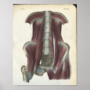Search for abdominal Abdomen