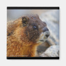 Search for marmot magnets Wildlife