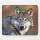 Search for grey wolves mouse mats Dog