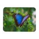 Search for morpho magnets Beautiful