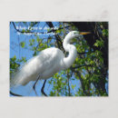 Search for egrets postcards Tropical