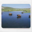 Search for swallow mouse mats Animal