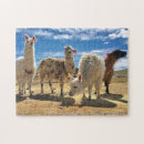 Search for llama puzzles Peru