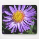 Search for aster flowers electronics Photography