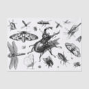 Search for beetle tissue paper Entomology