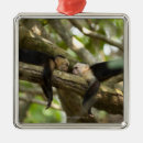 Search for monkey christmas tree decorations Nature