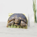 Search for tortoise cards Animal