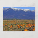 Search for the pumpkin patch postcards Orange