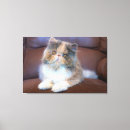 Search for persian canvas prints Fluffy
