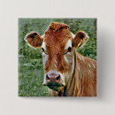 Search for bovine badges Cow