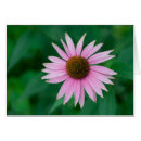Search for echinacea cards Purple