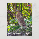 Search for juvenile postcards Nature