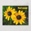 Search for black eyed susan flowers postcards Wildflower