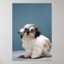 Search for dogs wearing glasses posters Animal