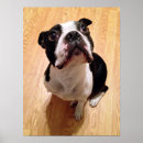 Search for boston terrier posters Pet