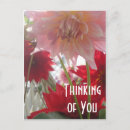 Search for dahlia postcards Pink