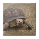 Search for slow tiles Turtle