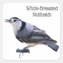 Search for nuthatch stickers Breasted