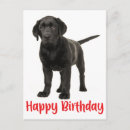 Search for black labrador retriever postcards Birthday