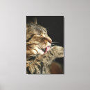 Search for tabby cat canvas prints Indoors