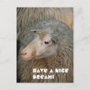 Search for flock of sheep postcards Wool