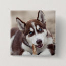 Search for siberian husky badges Puppy