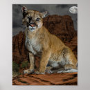 Search for cougar posters Nature