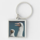 Search for galapagos islands key rings Nature