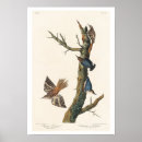 Search for creeper posters Bird