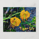 Search for tiger lilies postcards Flora