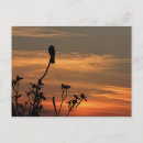 Search for feather horizontal postcards Beautiful
