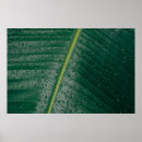 Search for banana leaf posters Nature