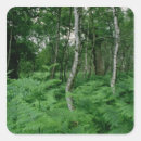 Search for birch tree stickers Woods