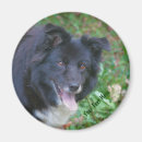 Search for border collies magnets Animal