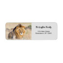 Search for lion return address labels Animal