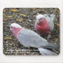 Search for galah electronics Parrot