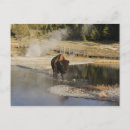 Search for wildlife postcards Wyoming