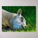 Search for cool sheep posters Cute