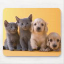 Search for russian mouse mats Sitting