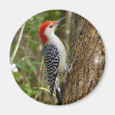 Search for belly round magnets Nature