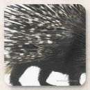 Search for bristles Porcupine