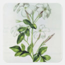 Search for jasmin stickers Blossom