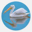 Search for pelicans stickers White