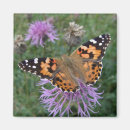 Search for macro magnets Insect