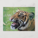 Search for showing postcards Kitten