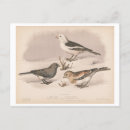 Search for snowbird postcards Winter