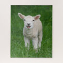 Search for lamb puzzles Livestock