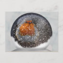 Search for european robin bird postcards Redbreast