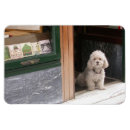 Search for white poodle magnets Puppy